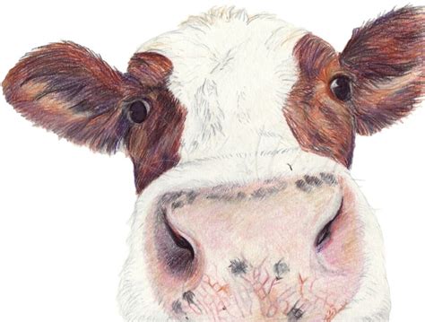 Moo Coloured Pencil Sketch Cow Drawing Sketches Cow Art