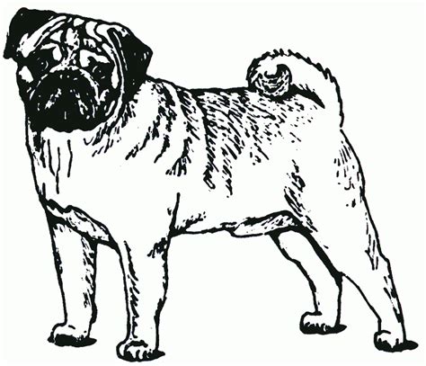Pug Coloring Pages For Kids And For Adults Clip Art Library