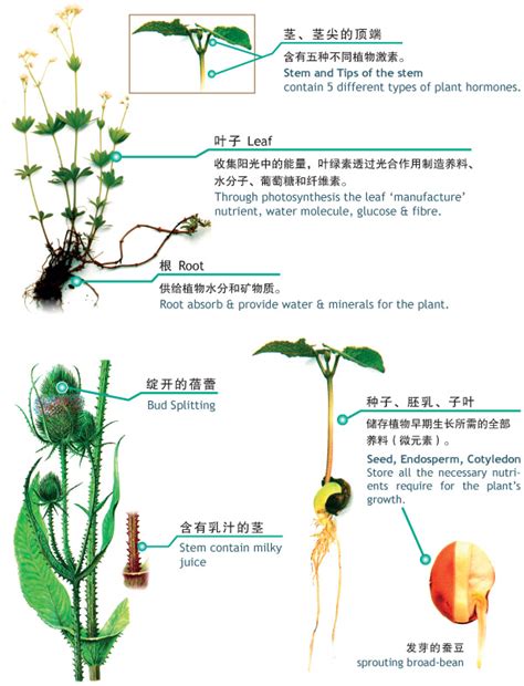 Officinal Plants Docte Botanical Research