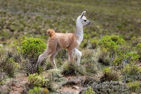 Running Baby Lama Photograph By Alex Mironyuk Pixels