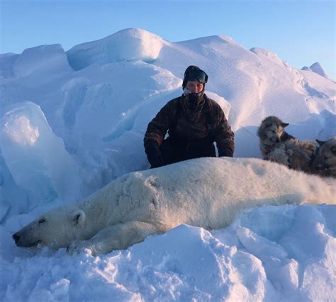 Canadian Arctic Polar Bear Hunt Ameri Cana Expeditions