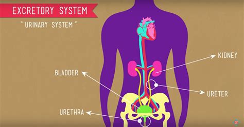 Igcse Biology 270 Describe The Structure Of The Urinary System