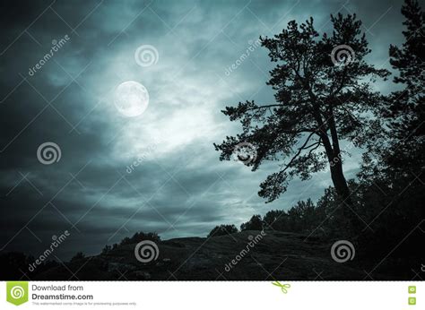 Foresta Di Notte Sotto Il Cielo Con La Luna Piena Fotografia Stock