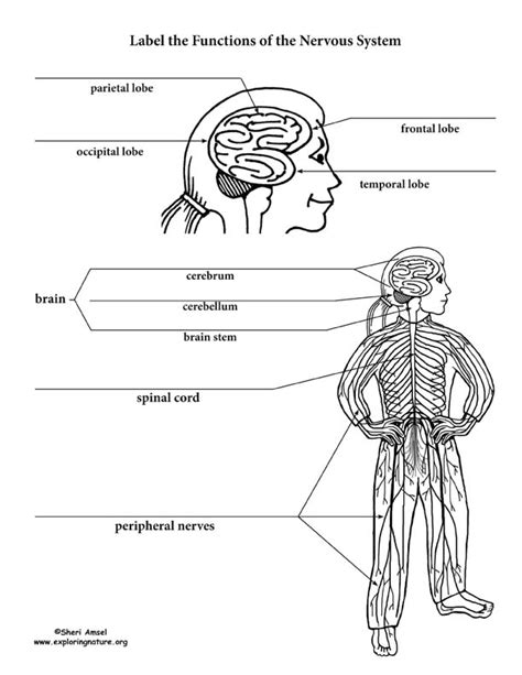 The somatic nervous system and the autonomic nervous system. Nervous System Structure and Function Labeling Activity