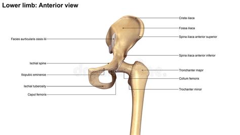 Lower Limb Bones Anterior View Stock Illustration Illustration Of