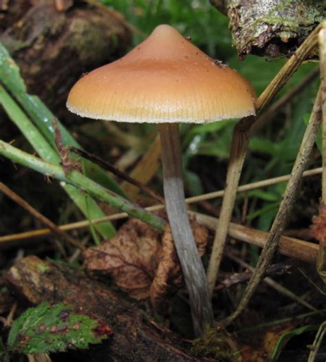 How To Identify Psilocybin Mushrooms Herbs