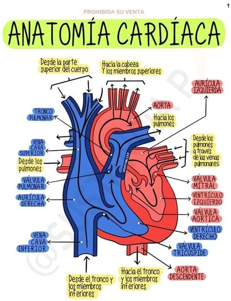 Anatomia Cardiaca Anatomia Cardiaca Anatomía Cosas De Enfermeria