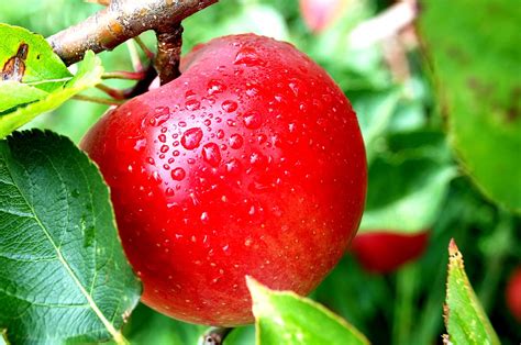Traditions Festivals And Celebrations Around The Uk National Apple Day
