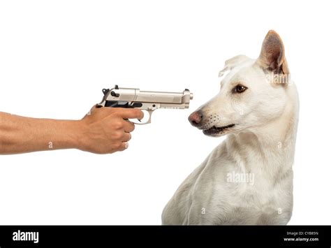 Semi Automatic Pistol Pointed At Crossbreed Dog Against White