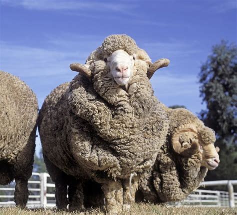 Raising Sheep For Wool All You Need To Know Animals Merino Sheep