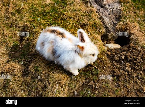 Rabbit Digging A Hole Stock Photo Alamy