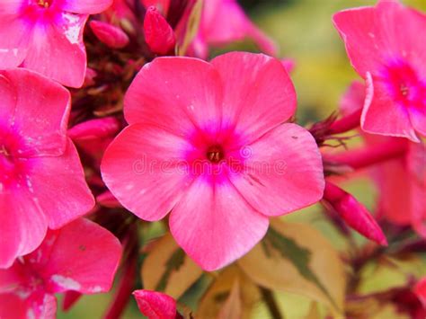 Paniculata Del Flox X27 Becky Towe X27 Fotografia Stock