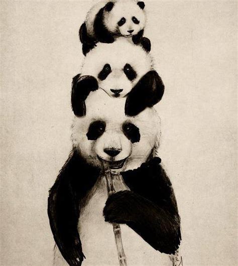 Osos Panda On Tumblr