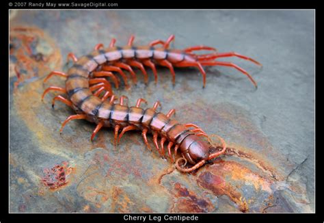 Scolopendra Dehaani Cherry Red Centipede Mantis Den