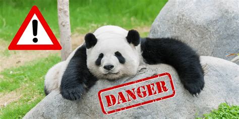 Are Pandas Dangerous Animal Pickings