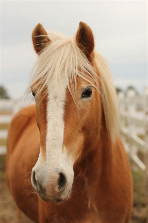 31 Best Images About Palomino Horses On Pinterest Palomino Horse