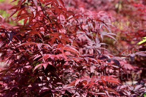 Photo Of Acer Red Emperor Japanese Maple
