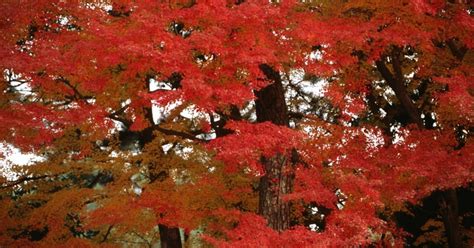 Kōyō Japans Autumn Explosion Of Vibrant Colors