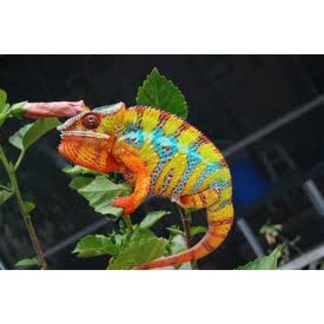 Exotic Reptile Shop Exotic Reptiles Products and Images ...