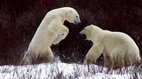 2 Polar Bears Play Fighting Youtube