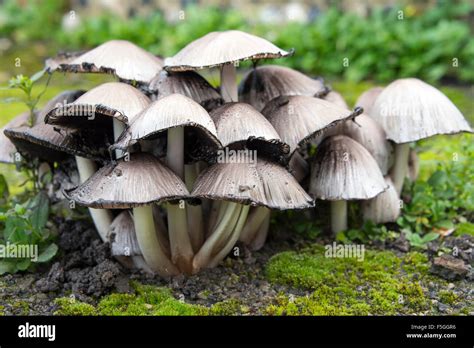 Mushrooms Spreading Hi Res Stock Photography And Images Alamy