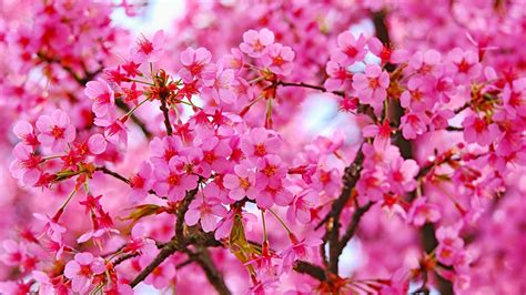Cherry Blossom Pink Flowers Trees Branches Blur Background 4k Hd