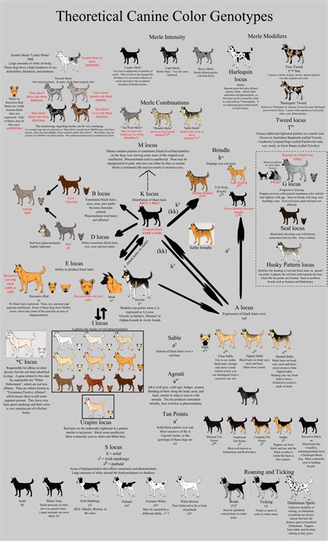 A bicolor cat or piebald cat is a cat with white fur combined with fur of some other color, for example black or tabby. Allele Guide - Canine Color by Xenothere.deviantart.com on ...