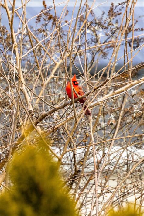 Vertical Shot Of A Northern Cardinal Bird Perched On A Bare Tree Branch