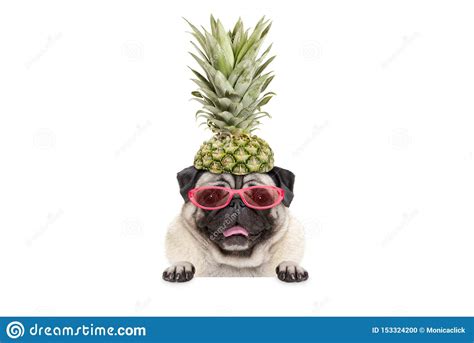 Portrait Of Cute Funny Frolic Summer Pug Puppy Dog With Sunglasses And