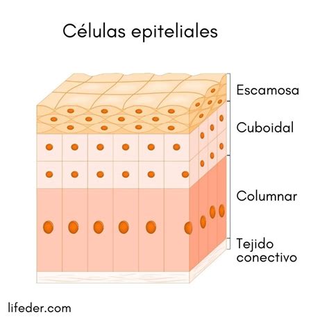 Celula Epitelial Dibujo