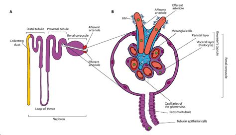 A Organization Of The Nephron B Section Of Renal Corpuscle Showing
