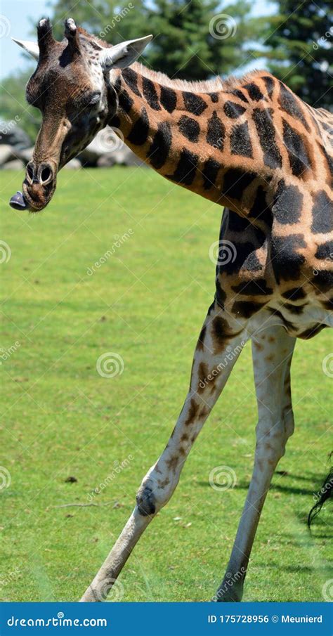 The Giraffe Giraffa Camelopardalis Is An African Even Toed Ungulate