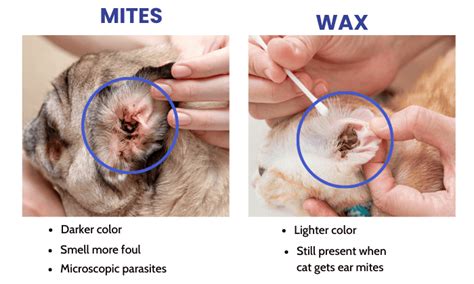 Dirty Cat Ears Vs Ear Mites Identifying Your Cats Ear Issue