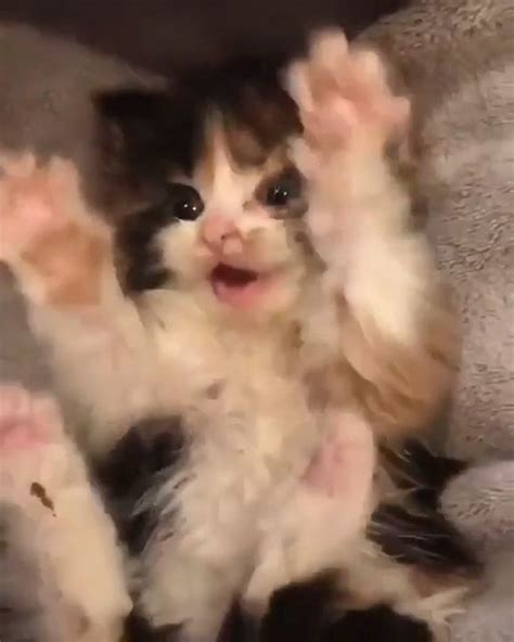 Happy Kitten In 2020 Happy Kitten Cute Cats Cute Baby Cats