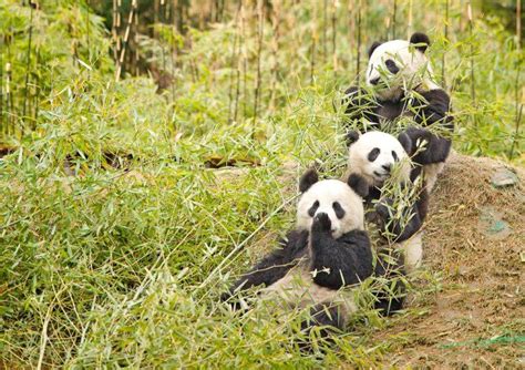 Giant Panda Is No Longer Endangered The Blue Banner