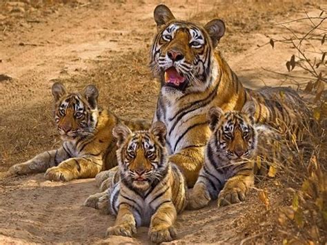 Tiger Mom And Cubs Big Cats Pinterest