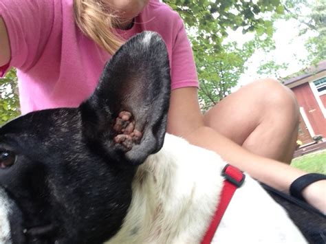 So, if they are not regularly cleaned, a frenchie may easily develop clean your frenchie's ears. French Bulldog Rescue Network :: Ear Health