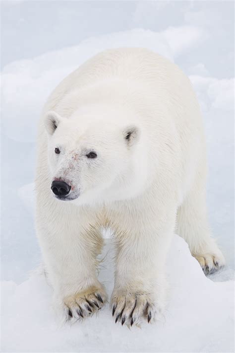 L'antarctique a toujours été isolé du continent, il est relativement préservé des contaminations. Comment l'ours polaire se protège du mauvais cholestérol ...