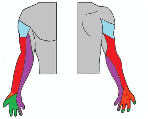 New Handout For Nerve Mobilization In The Upper Limbs — Dr Carpino