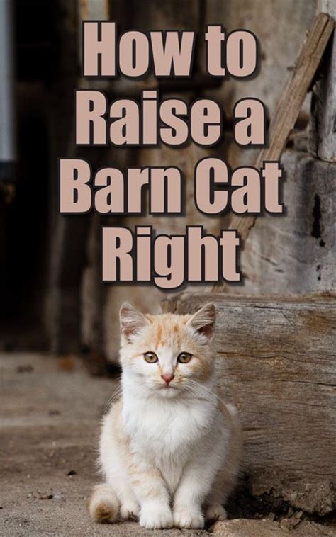 How To Raise A Barn Cat Right Countryside Barn Animals Cats