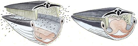 A trait that's truly rare in life, death, and taxonomy. Whale of a story for a Berkeley grad student and ...