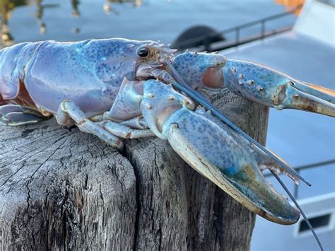 Rare Cotton Candy Lobster Caught Off Maine Coast Heads For Nh