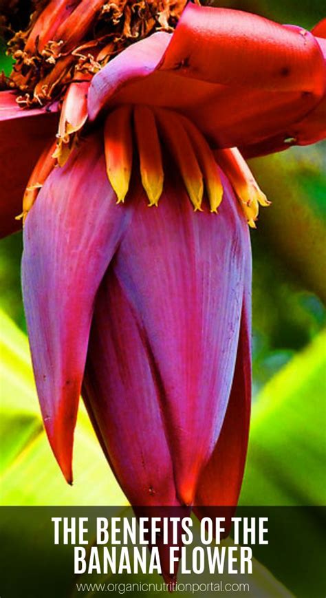 The Benefits Of The Banana Flower