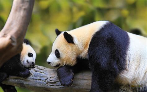 Baby Panda And Mother 7018482