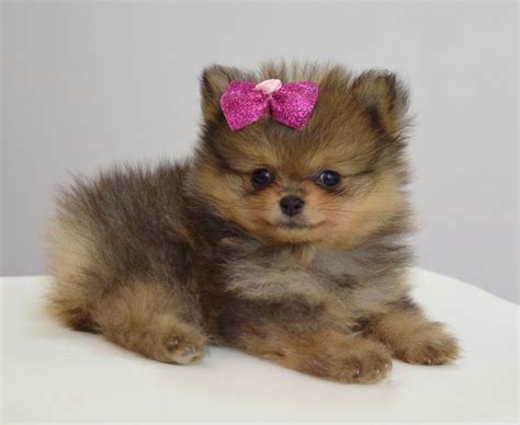 Cutest Cute Pomeranian Pomeranian Puppy Pomeranian Dog