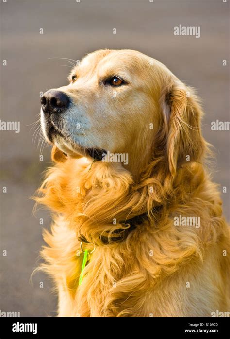 Male Golden Retriever Hi Res Stock Photography And Images Alamy
