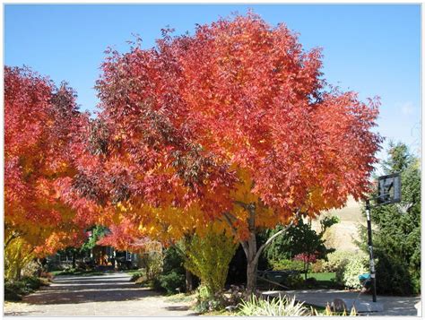 A collection of the most popular flowering trees for zone 7. fast growing shade trees zone 8 Ash | Fast growing shade ...
