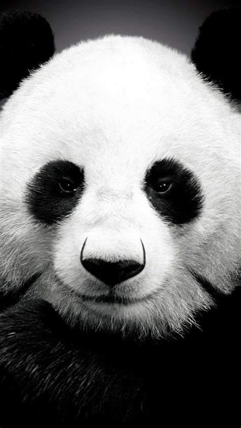 Cute panda wallpaper for phone. Panda bear - Best htc one wallpapers, free and easy to ...