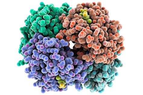 Proteinas Sao Moleculas Essenciais A Vida Atuando Como Enzimas