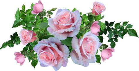 Rosas Rosa Flores Foto Gratuita No Pixabay